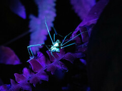 Ventrivomer ancyrophorus