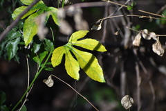 Passiflora incarnata × cincinnata