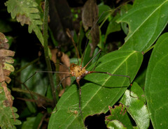 Ventrivomer ancyrophorus