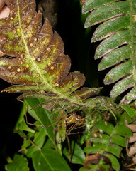 Ventrivomer ancyrophorus