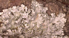Imshaugia placorodia