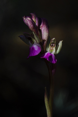 Anacamptis collina