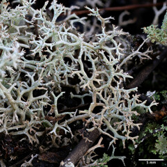 Cladonia portentosa
