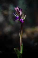 Anacamptis collina