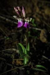 Anacamptis collina