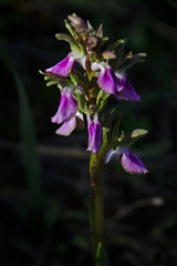 Anacamptis collina
