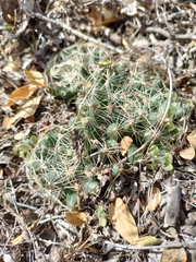 Mammillaria sphaerica