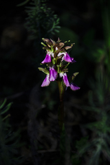 Anacamptis collina