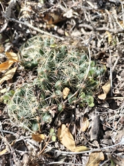 Mammillaria sphaerica