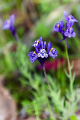 Linaria amethystea