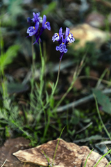Linaria amethystea