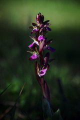 Anacamptis collina