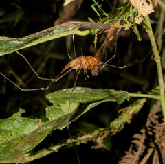 Ventrivomer ancyrophorus