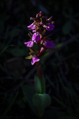 Anacamptis collina