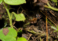 Ventrivomer ancyrophorus