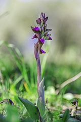 Anacamptis collina