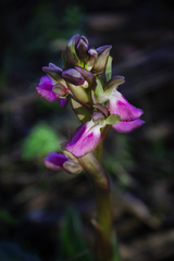 Anacamptis collina