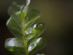 Plagiochila porelloides