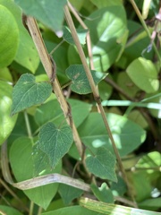 Calystegia tuguriorum