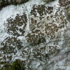 Lecanoromycetidae