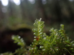 Plagiochila porelloides