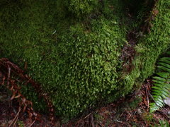 Plagiochila porelloides