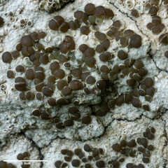 Lecanoromycetidae