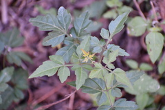 Serjania brachycarpa