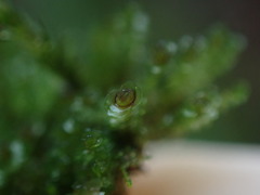 Marsupella emarginata