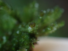 Marsupella emarginata