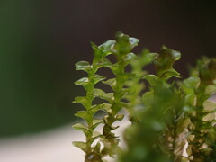 Marsupella emarginata