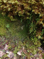 Marsupella emarginata