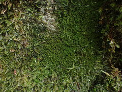 Marsupella emarginata