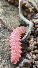 Gosodesmus claremontus