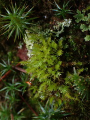 Aulacomnium androgynum