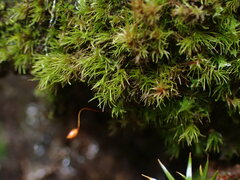 Dicranella heteromalla