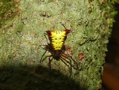 Micrathena duodecimspinosa