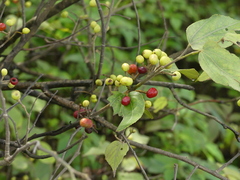 Grewia tiliifolia