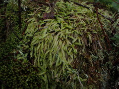 Plagiothecium undulatum