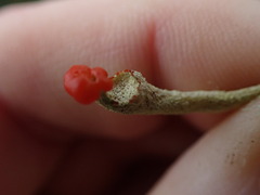 Cladonia transcendens