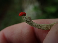 Cladonia transcendens