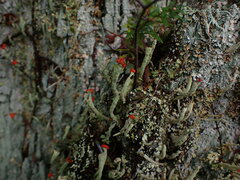 Cladonia transcendens