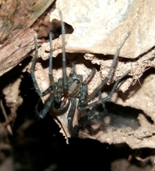 Eratigena inermis