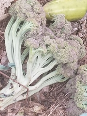 Brassica oleracea italica