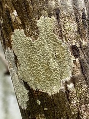 Lecanora