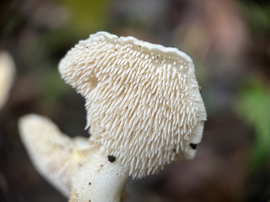 Hydnum repandum · January 2023 · photo: © bealeiderman (iNaturalist, cc-by)