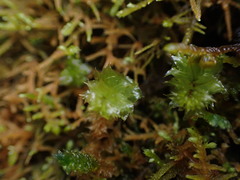 Plagiomnium venustum