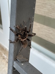 Cyrtopholis portoricae