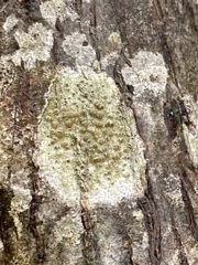 Lecanora