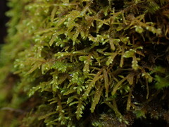 Claopodium crispifolium